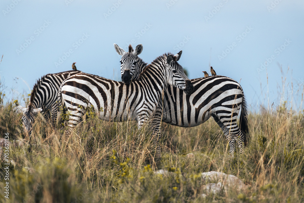 Naklejka premium Zebras