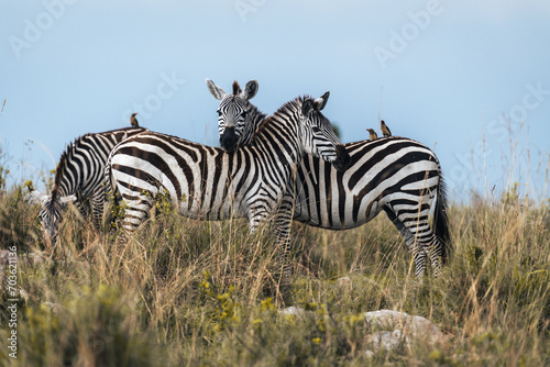 Zebras