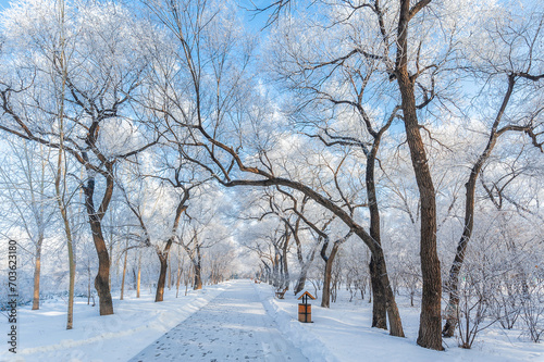 Rime landscape of urban forest in Daqing City, Heilongjiang Province, China. © 孝通 葛