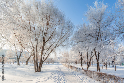 Rime landscape of urban forest in Daqing City, Heilongjiang Province, China.