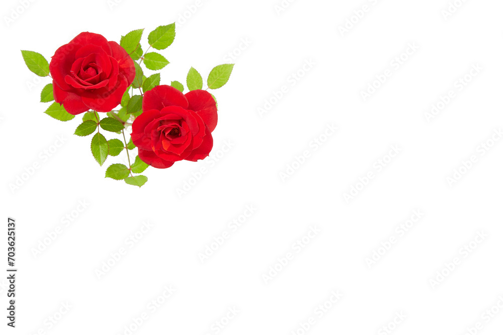 薔薇 薔薇