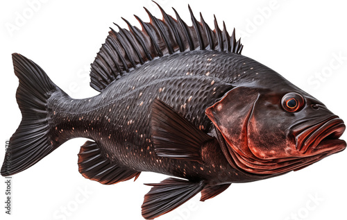 A Vibrant Rockfish Illustration photo