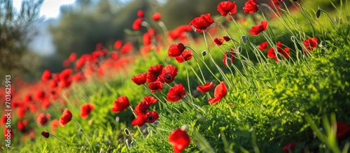 First blossoms of red anemones in spring at a southern kibbutz, forming dazzling carpets of red flowers on green grass.