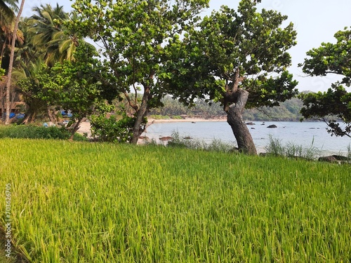 rice field front of sea.