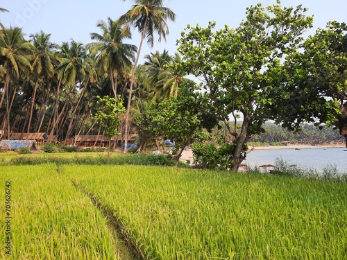 rice field front of sea.