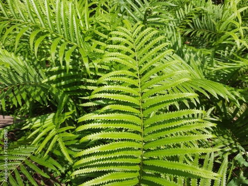 fern leaves. fern leaf in the forest.