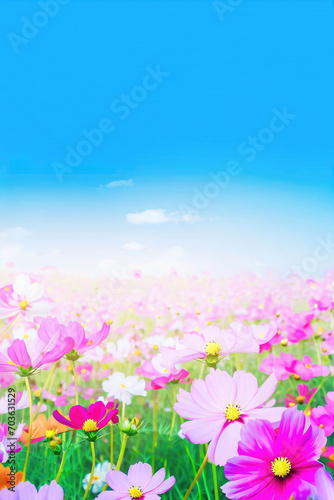 Beautiful and amazing cosmos flower field landscape © ROKA Creative