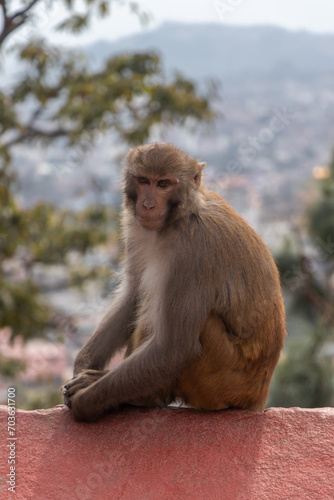 Monkey seen at Swayambhunath, the World Heritage Site declared by UNESCO © Bishal Napit
