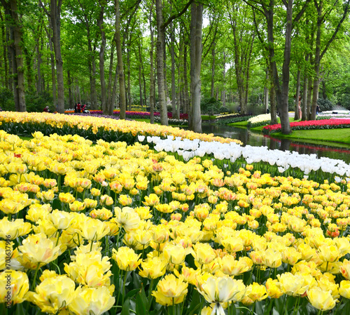Garden of yellow tulips in forested park