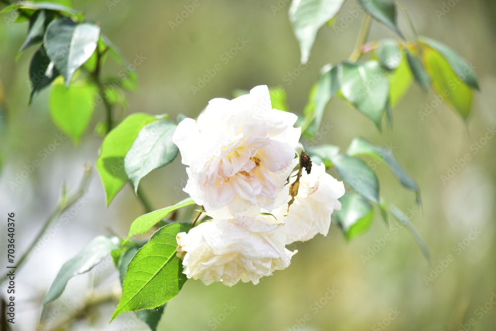 The beauty of roses that grow in the high areas of Semarang Regency The beauty of roses that grow in the high areas of Semarang Regency