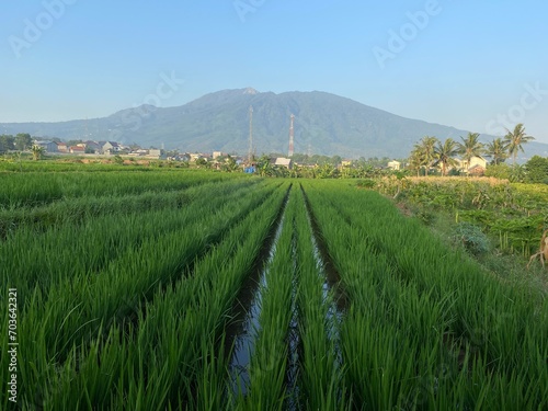 Indonesian Green rice field scenery in a village with mountain background photo