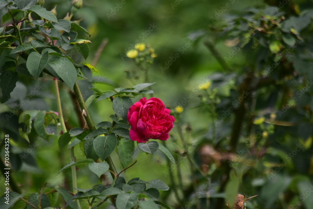 The beauty of roses that grow in the high areas of Semarang Regency