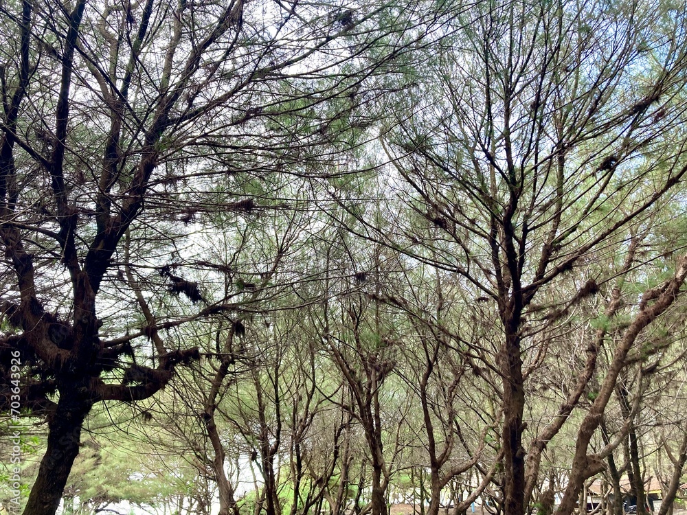 Fototapeta premium Pine trees in the forest