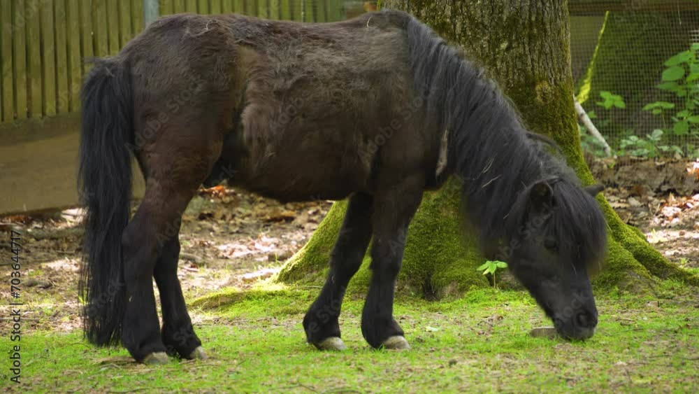 Close up of pony, grazing in a barn Close up of pony, grazing in a barn