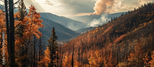 Colorado forest fire yields new life.