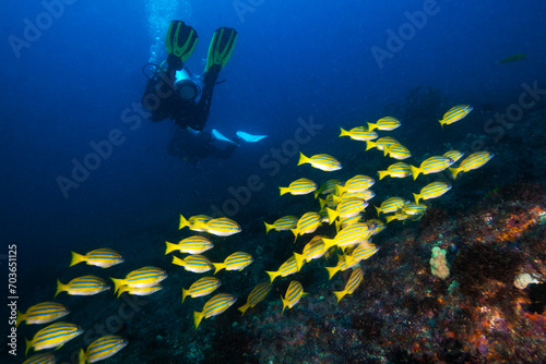scuba divers and a school of snapper