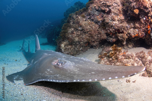 smoothnose wedgefish at the sandy reef