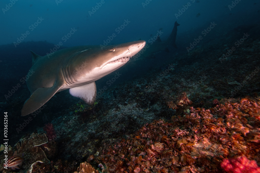 Fototapeta premium sand tiger shark (grey nurse shark) at the deep reef