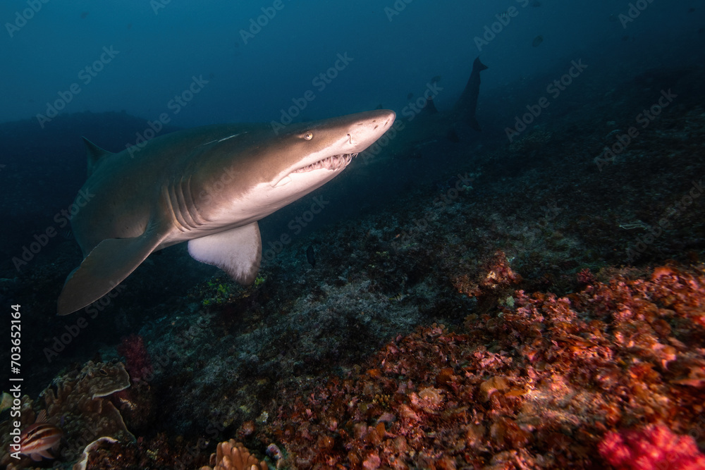 sand tiger shark (grey nurse shark) at the deep reef