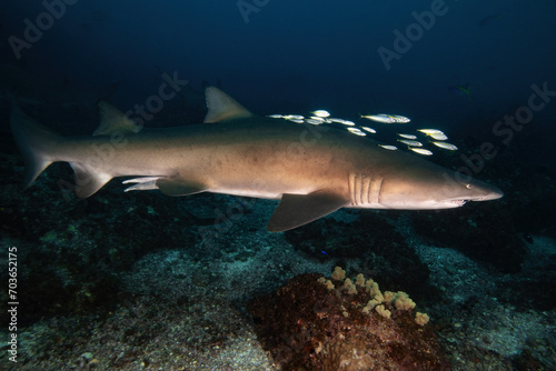 sand tiger shark (grey nurse shark) accompanied by fish © andriislonchak