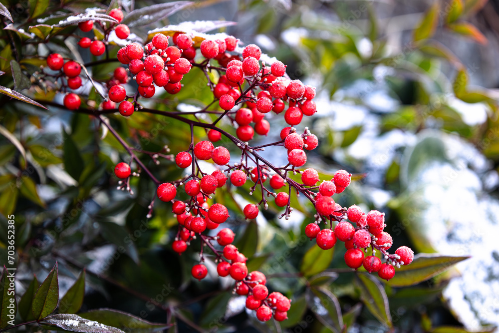 Nandina domestica with snow and frost Nandina domestica with snow and frost