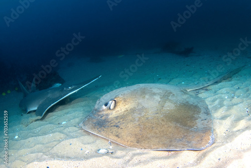 stingray and a smoothnose wedgefish resting on the sand