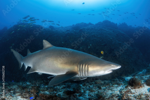 large pregnant female sand tiger shark (grey nurse shark) at the reef 