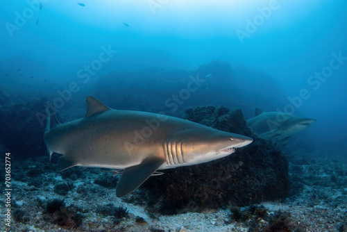 sand tiger sharks (grey nurse sharks) cruising a rocky underwater landscape  © andriislonchak