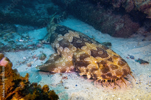 Wobbegong shark resting at the sand