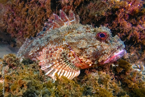 eastern red scorpionfish