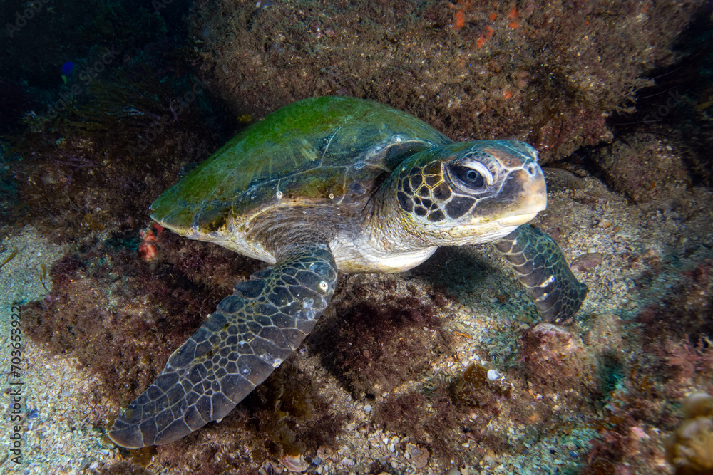 green sea turtle resting on the rocks