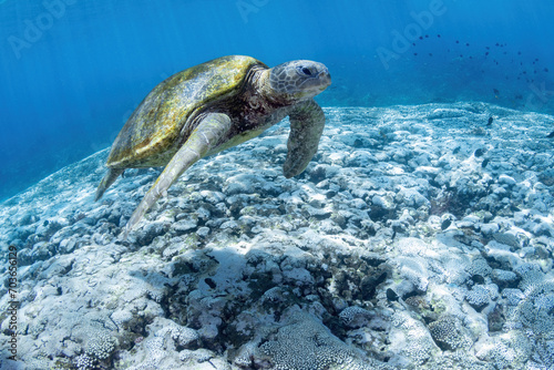Green sea turtle at the cleaning station