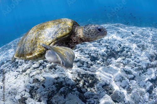 Green sea turtle at the cleaning station