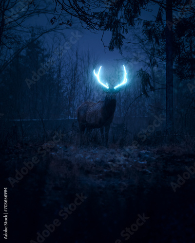 Deer in night