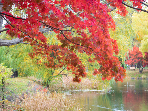 Maple leaves are turning bright red in garden. Nakajima park, Sapporo, Hokkaido, Japan.