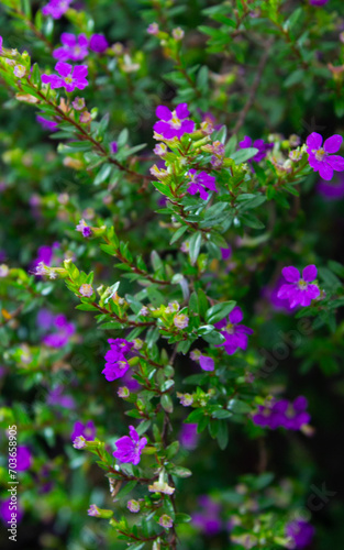 flowers in the garden