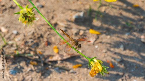 An orange dragonfly (Brachythemis contaminata) sits on flower stem with blurred background photo