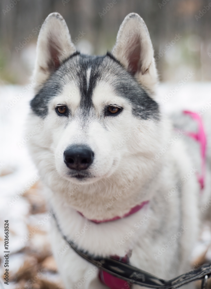 Portrait of young siberian husky looking away