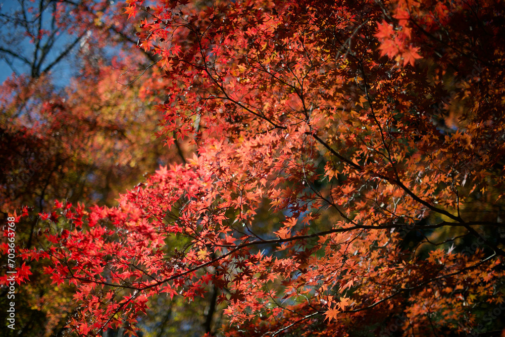 Japanese maple trees with red autumn/fall leaves Japanese maple trees with red autumn/fall leaves