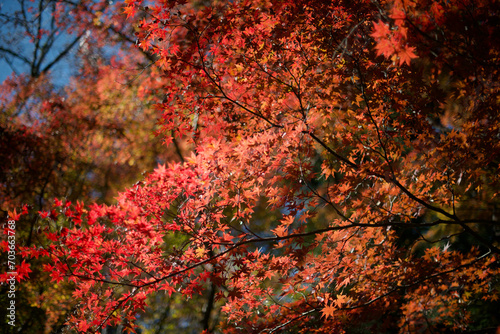 Japanese maple trees with red autumn fall leaves