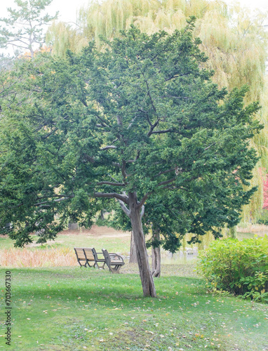 Beautiful big tree with a view inside garden in the morning.