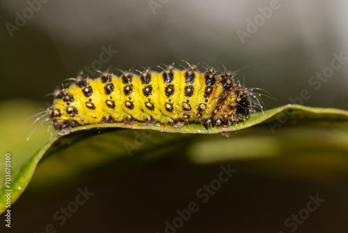 Caterpillar of the Spotted Ladybug (Ceratonia aurata) © wannasak