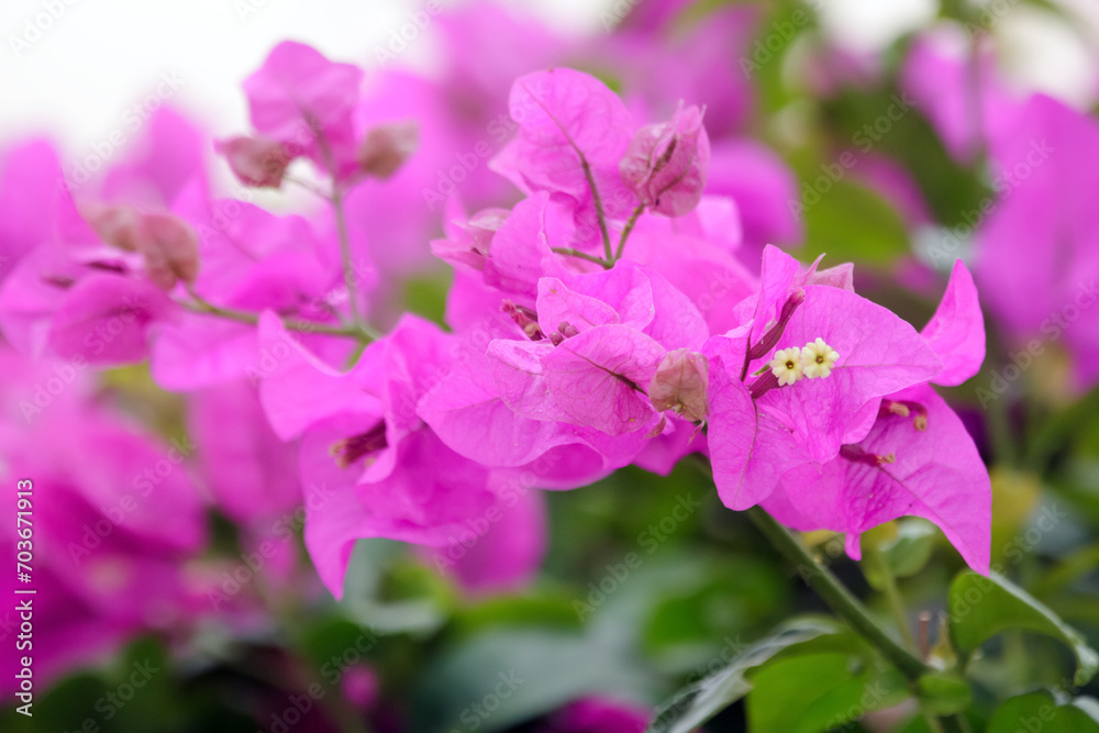 Blooming branch of Bougainvillea with purple flowers and green foliage. Blooming branch of Bougainvillea with purple flowers and green foliage.