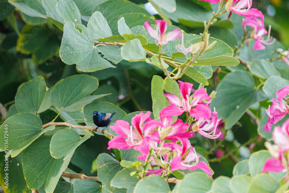 Purple Sunbird The Beautiful Birds of Thailand Purple Sunbird The Beautiful Birds of Thailand