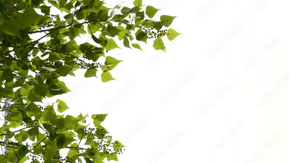 Vertical close-up green tree leaves frame isolated on white, nature background Vertical close-up green tree leaves frame isolated on white, nature background