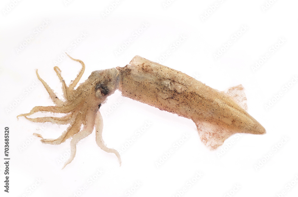 Squid isolated on a white background Squid isolated on a white background