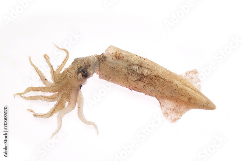 Squid isolated on a white background © pdm