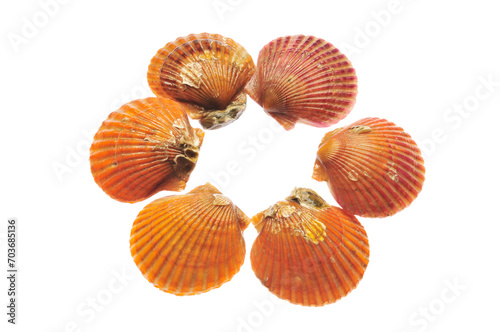 scallop