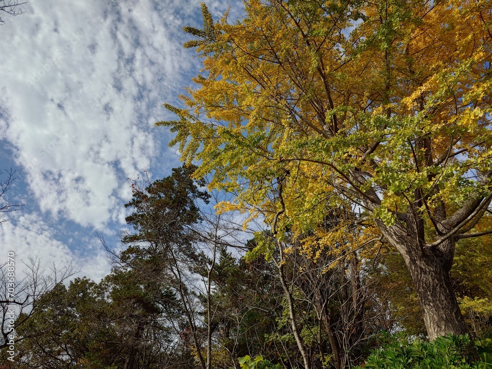 beautiful autumn leaves against sky beautiful autumn leaves against sky