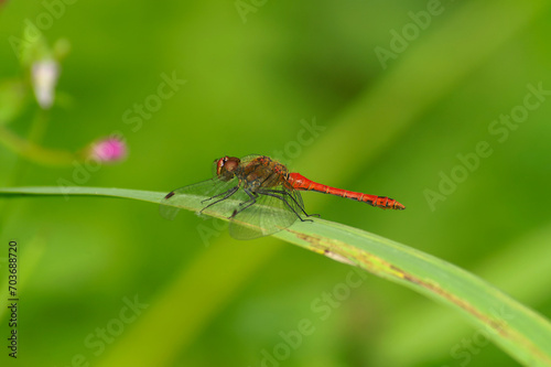 Closeup on a brilliant colorful red male of the European Ruddy darter dragonfly, Sympetrum sanguineum